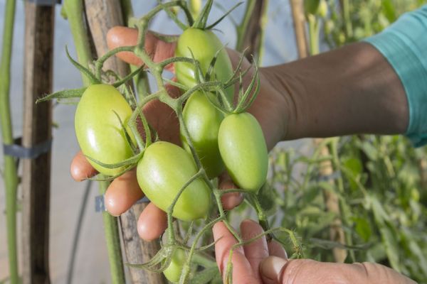 Produtor orgânico certificado pelo Tecpar tem juros reduzidos no Plano Safra